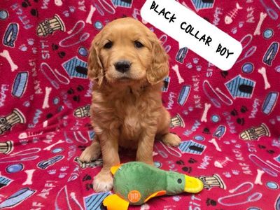 Easter Puppies! AKC Full Reg Golden Retrievers!