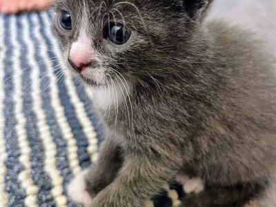 KITTENS, available next week