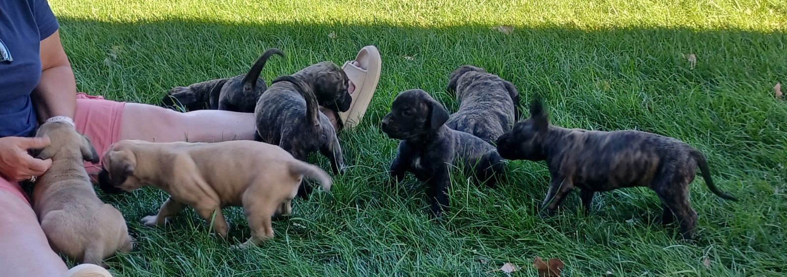 AKC Registered English Mastiff Puppies-Brindles & Fawns