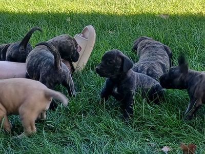 AKC Registered English Mastiff Puppies-Brindles & Fawns