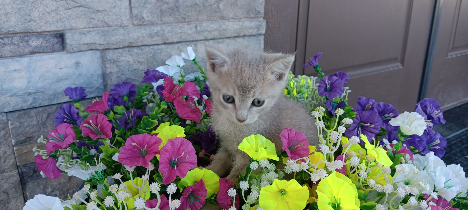 Cute Kitten for Sale!