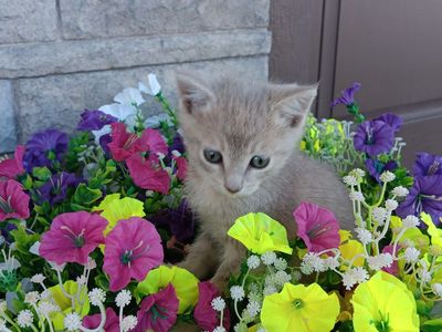 Cute Kitten for Sale!