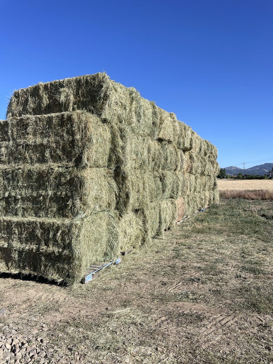 Grass hay