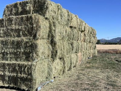 Grass hay