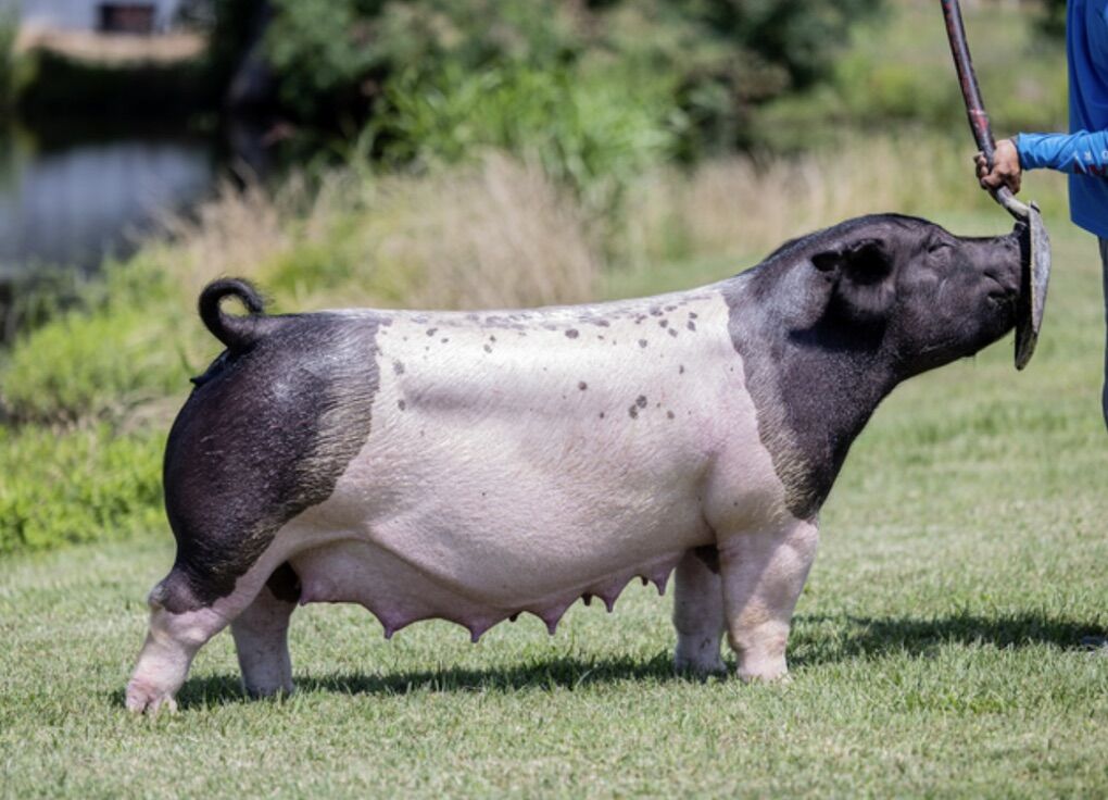 show hogs for fall shows