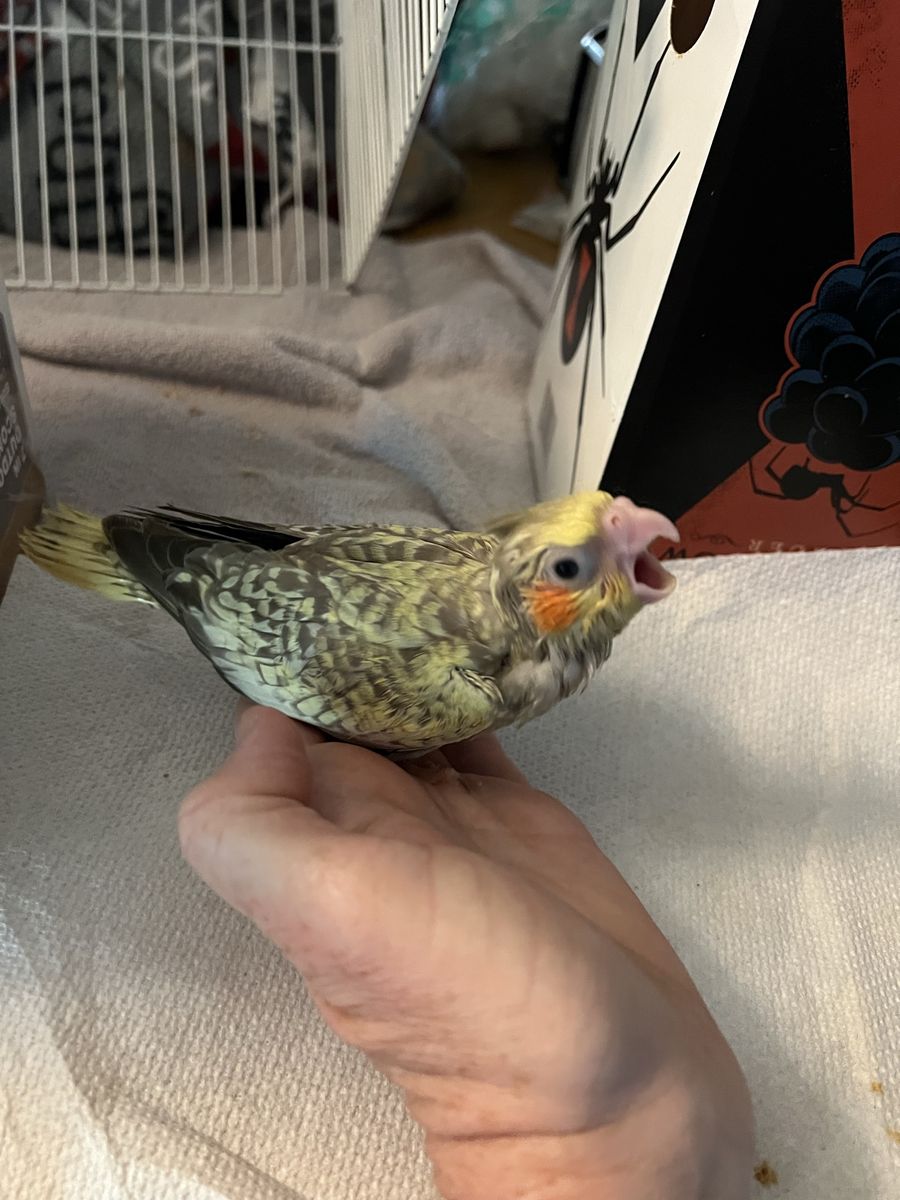 Handraised Baby Cockatiels for Reservation 