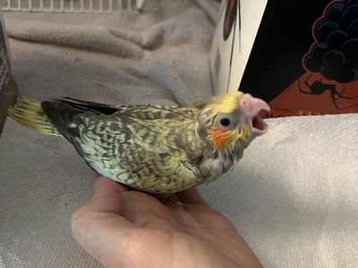 Handraised Baby Cockatiels for Reservation