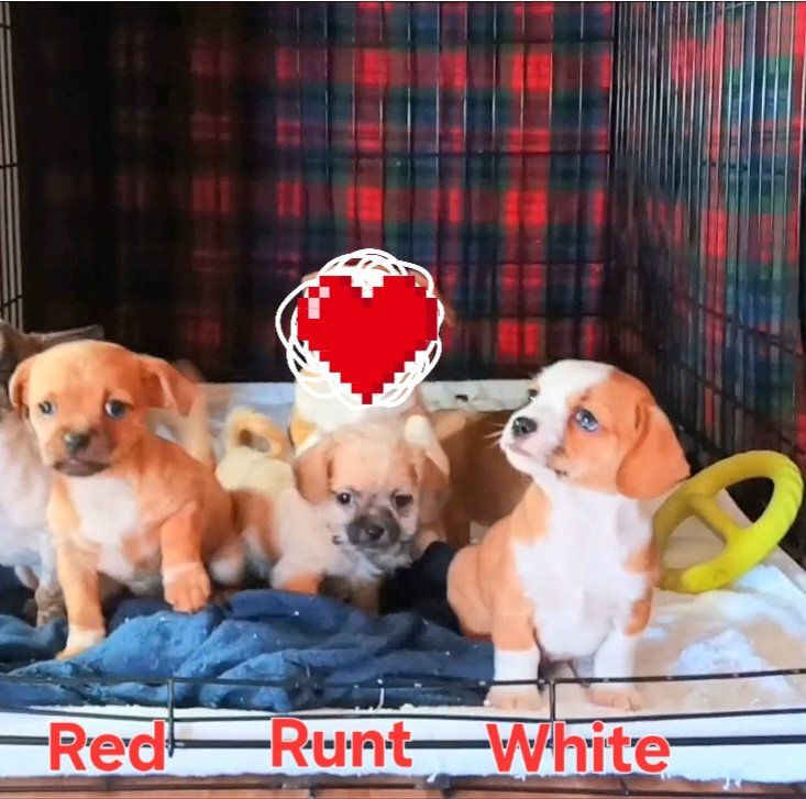 (3) Cutest Tiny/ Chubby Chihuahua/ Shih Tzu Mix Puppies. *All Males*. (1 Female On My Other KSL Listing)