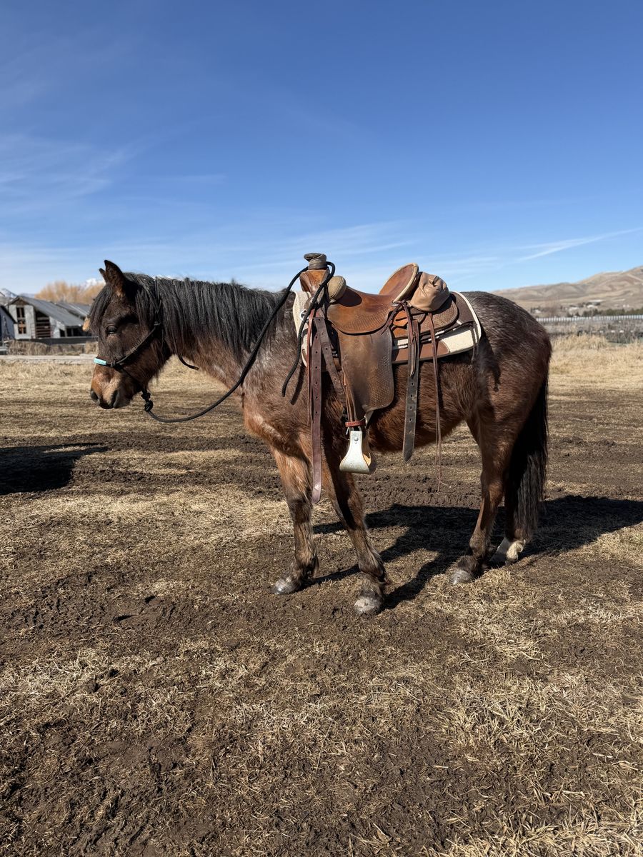 2 Yr Old Bayroan Filly