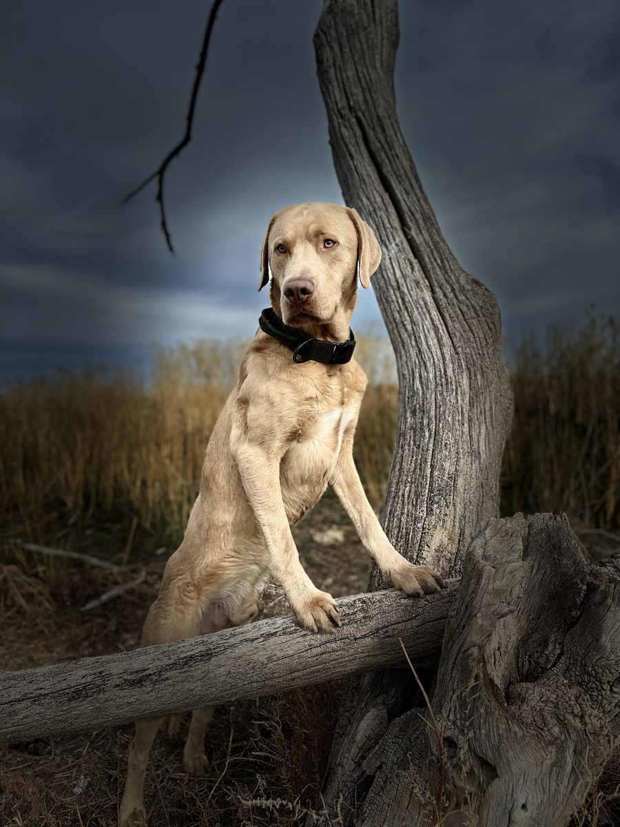 AKC Lab for Stud
