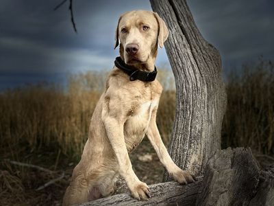 AKC Lab for Stud