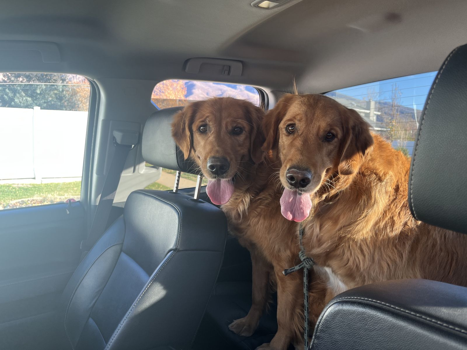 2 Golden Retrievers