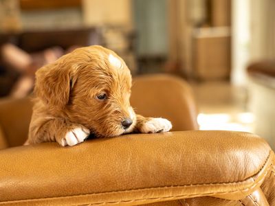 Violet! Female Therapy Grade F1 Mini-Goldendoodle