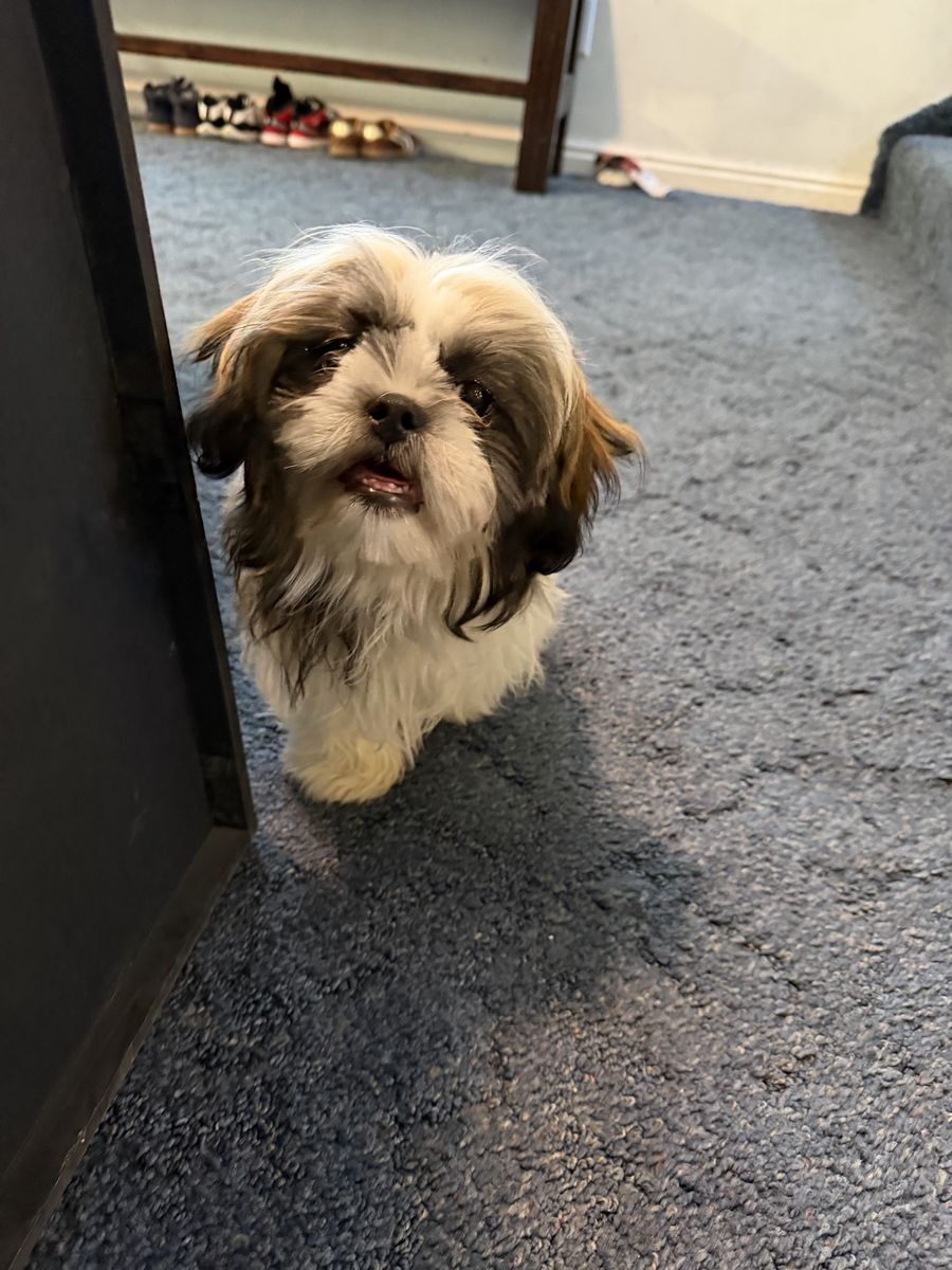 Shih Tzu Puppy