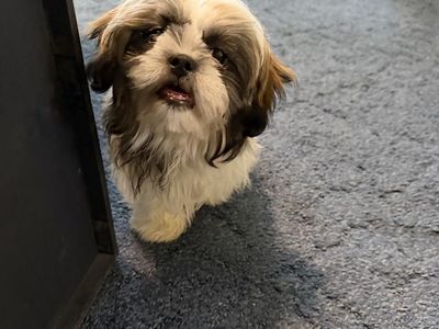 Shih Tzu Puppy