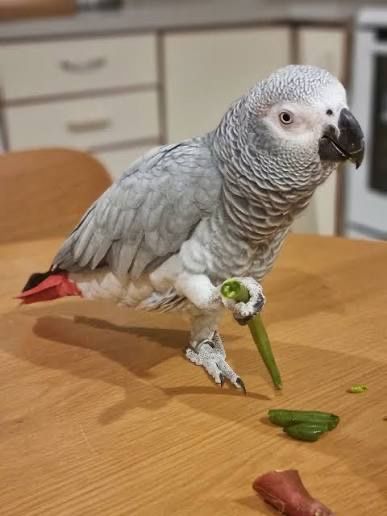 African grey 