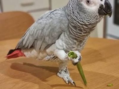 African grey