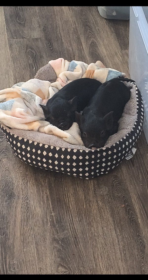 Kune Piglets- bottle/pan raised Kune