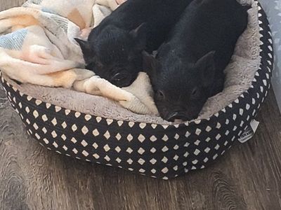 Kune Piglets- bottle/pan raised Kune