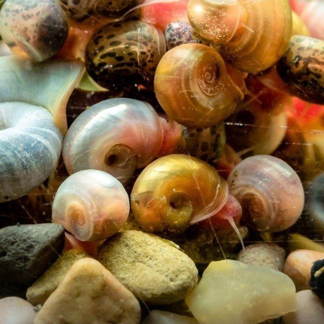 free ramshorn snails