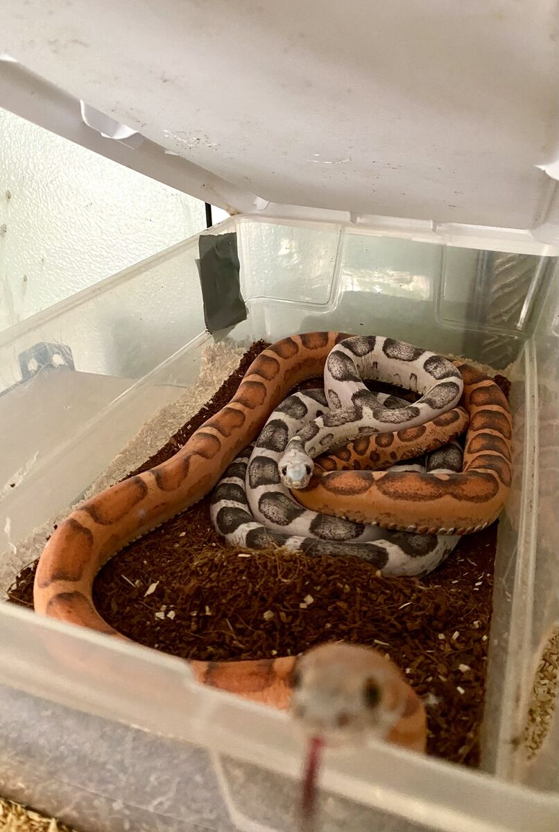 2 Scaleless Corn Snakes - Breeding Pair