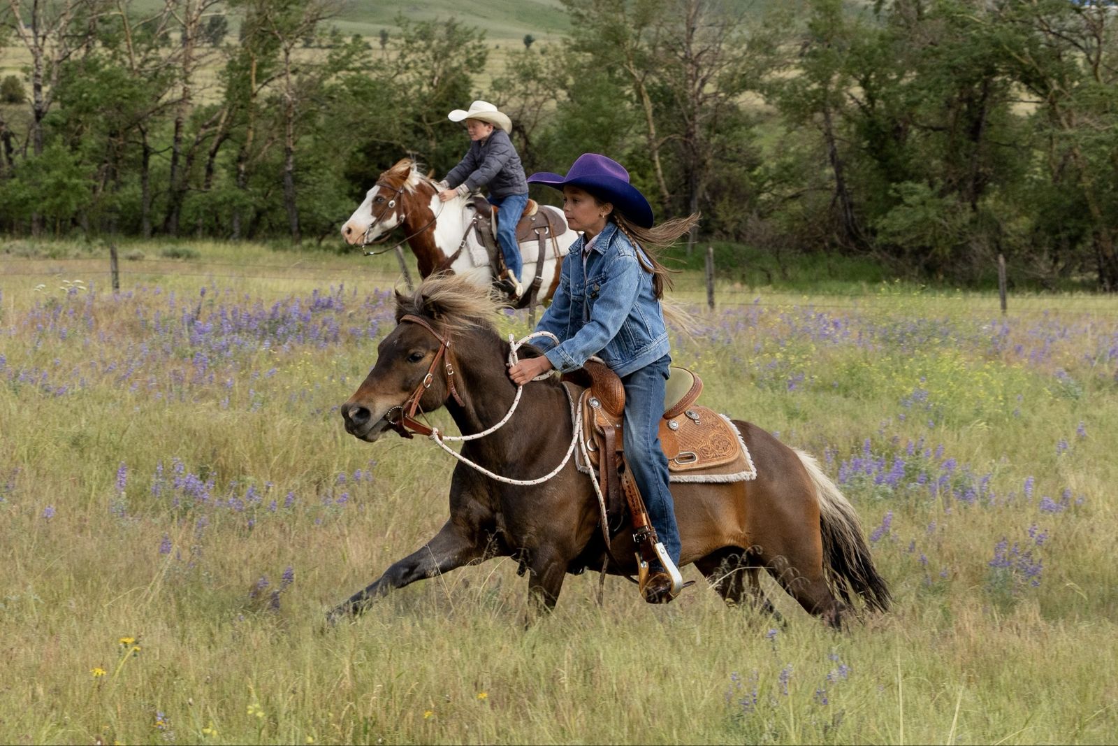 7 year old Shetland Gelding