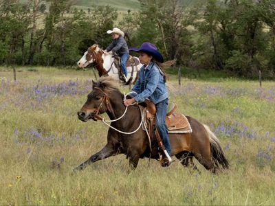 7 year old Shetland Gelding