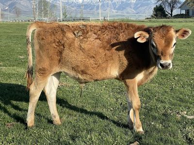 7 Month Old Jersey Steer
