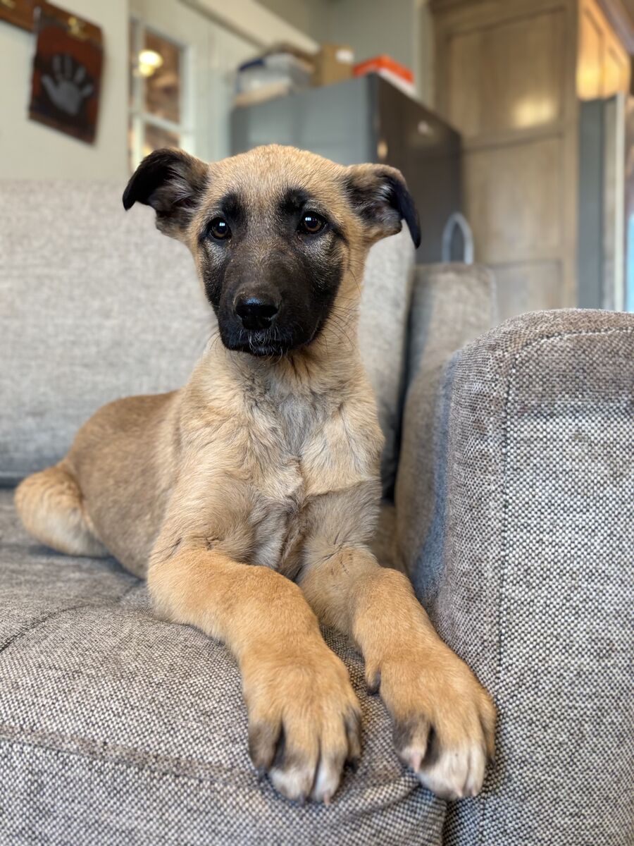 German Shepherd Great Pyrenees Puppy