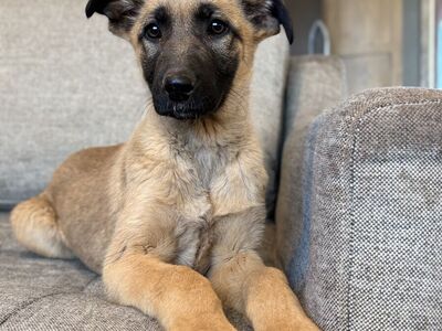 German Shepherd Great Pyrenees Puppy
