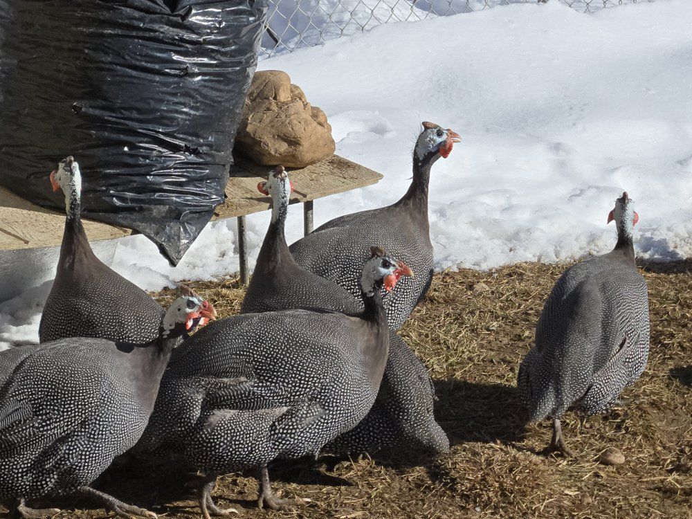 Guinea fowl male - two available