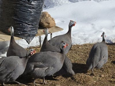 Guinea fowl male - two available