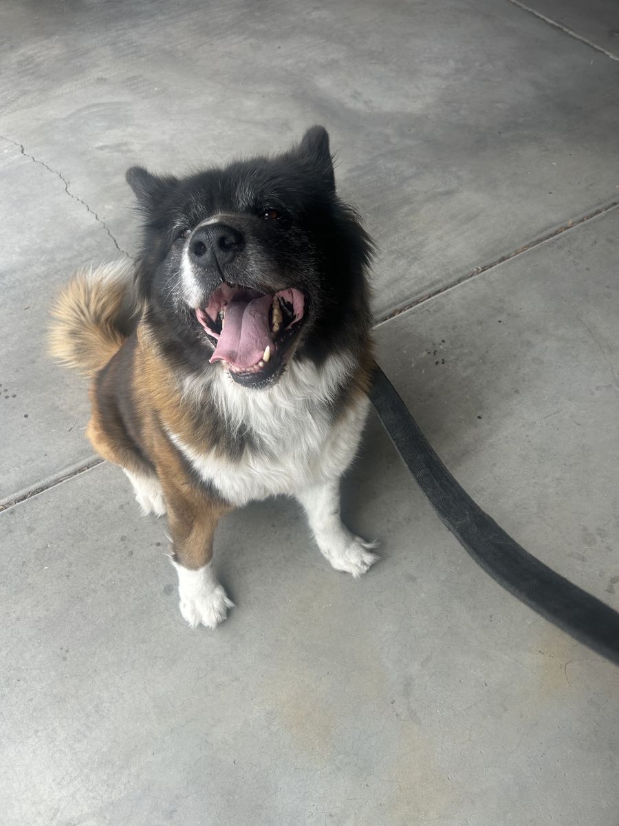 Dog
