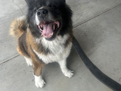 Dog