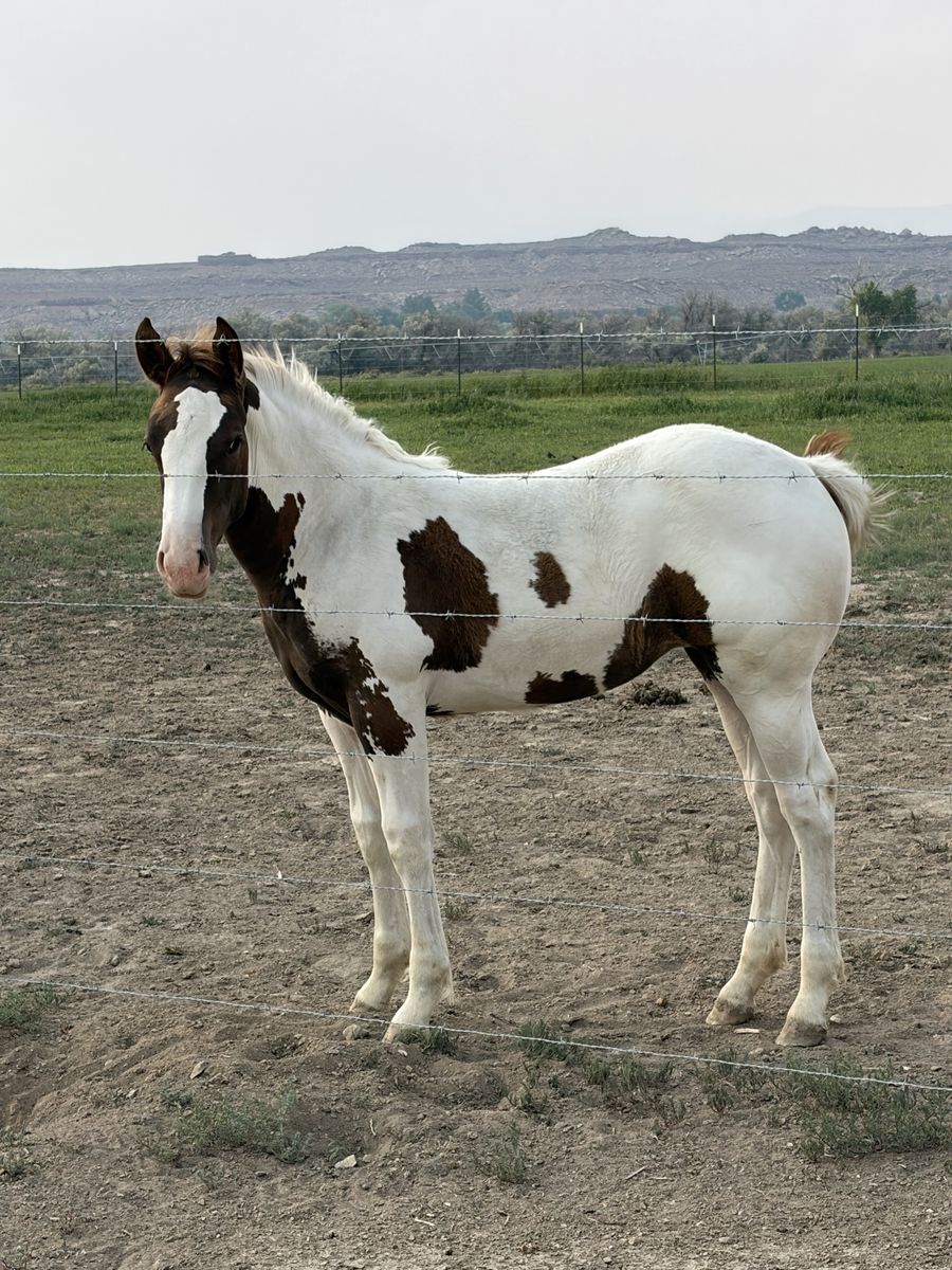 1/4 Draft weanling filly