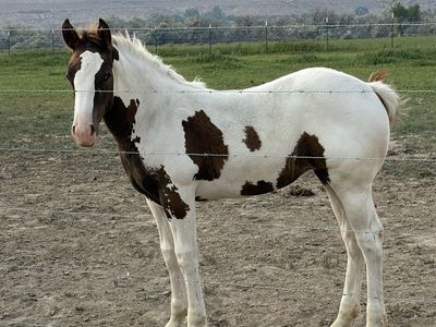 1/4 Draft weanling filly