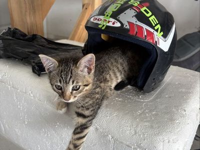 Adorable Kittens Ready for Their Forever Homes!