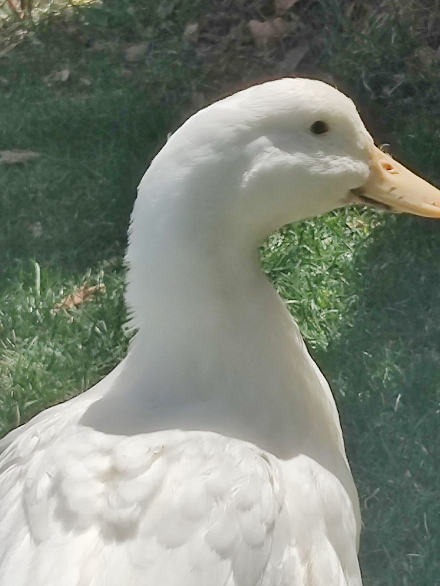 2 Free Pekin Ducks