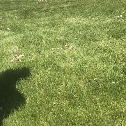 weed pulling