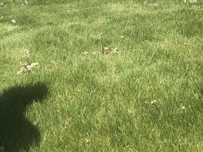 weed pulling