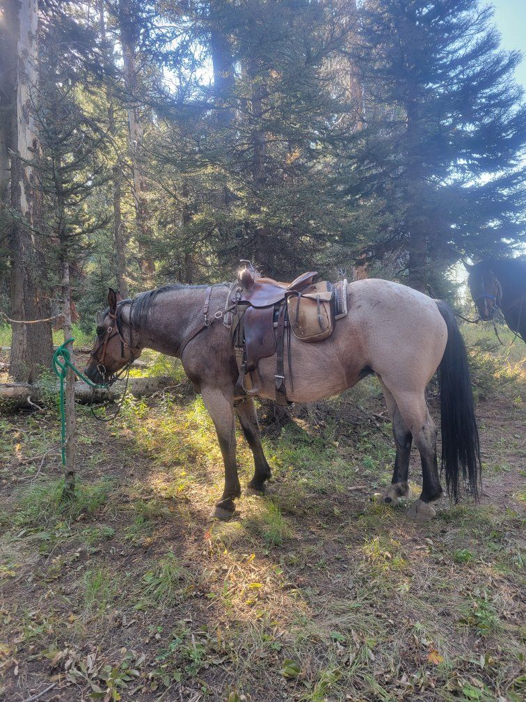 draft cross mare