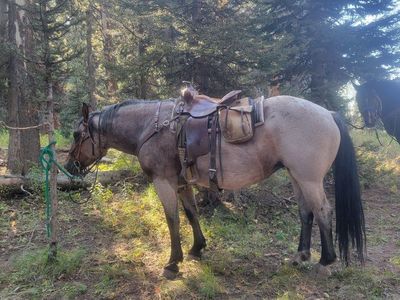 draft cross mare