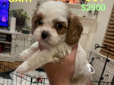 Cavapoo puppies!!