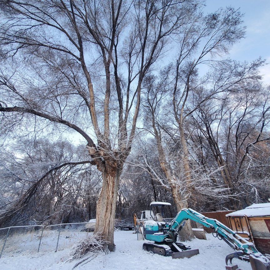 free firewood Chinese Elm