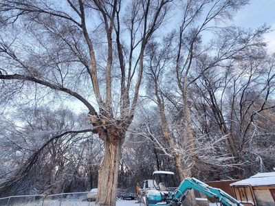 free firewood Chinese Elm