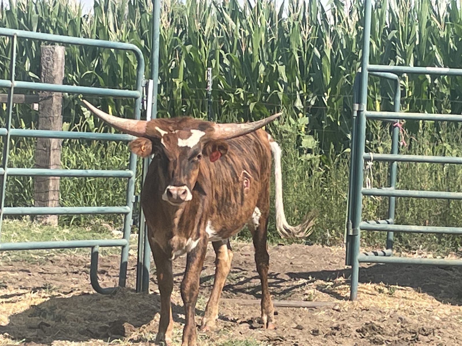 Registered Texas Longhorn Heifer