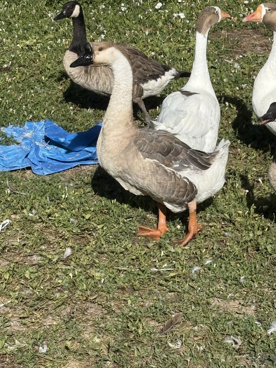 African Male goose