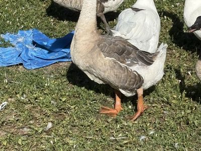 African Male goose