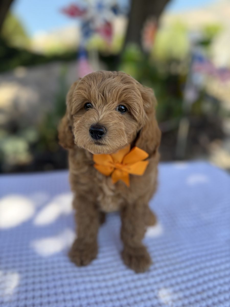 Adorable Teacup Goldendoodle Puppies - Ready for Their Forever Homes!    REDUCED $300
