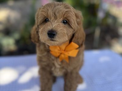 Adorable Teacup Goldendoodle Puppies - Ready for Their Forever Homes! REDUCED $300